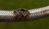 Emergency Plumber: Managing Burst Pipes and Flexi Hoses