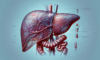Liver Blood Test in Tewkesbury: Comprehensive Analysis