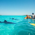 Whale Shark Swimming Tips: Best Times in Belize