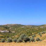 Olive Heritage in Portugal: Explore the Alentejo Route