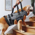 Lifting Harnesses for Large Dogs: Essential Owner’s Guide