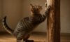 Teaching Cats to Use Scratching Posts: Effective Tips