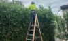Hedging Plants for Newcastle Gardens: Simple Care Options