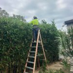 Hedging Plants for Newcastle Gardens: Simple Care Options