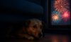 Firework Phobia Solutions for Pets: Effective Comfort Tactics