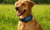 Solar-Powered Gadgets: Eco-Friendly Innovations for Pets