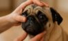 Eye Health Checks Essential for Brachycephalic Breeds