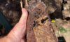 Clay Soil’s Effects on Pipes in Caboolture