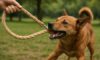 Hemp Leashes for Dogs: Durable and Strong Choices Await