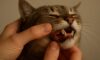 Teeth Brushing Kits for Cats: Top Oral Care Tips Revealed