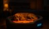 Temperature-Controlled Beds for Pets: Ensure Their Comfort