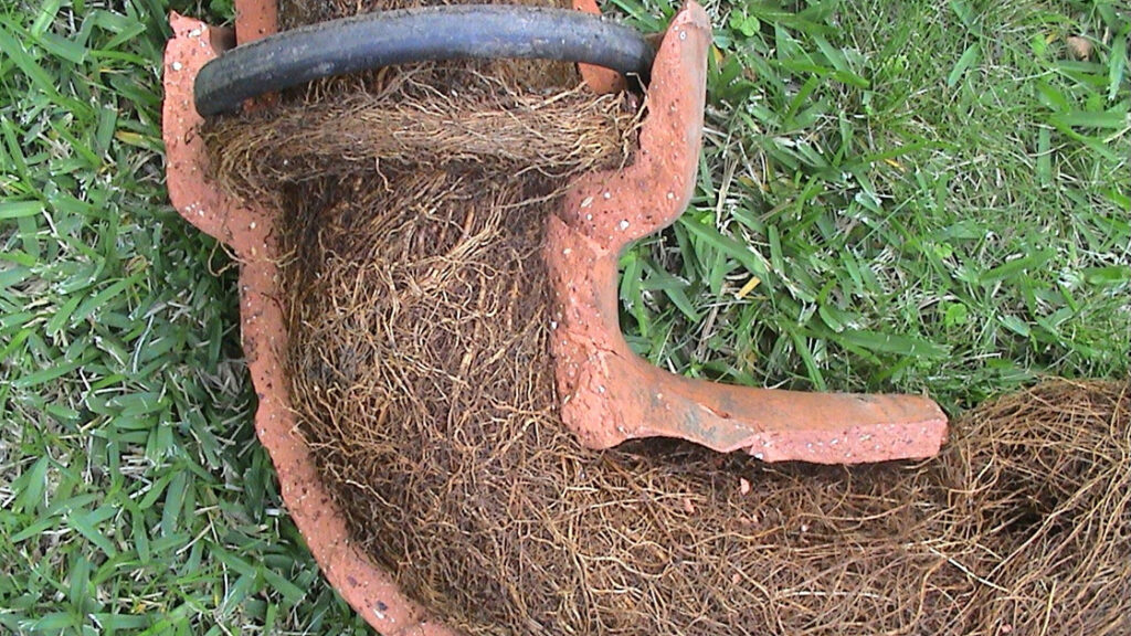 Tree Roots in Drains: Tackling Sutherland Shire’s Problem